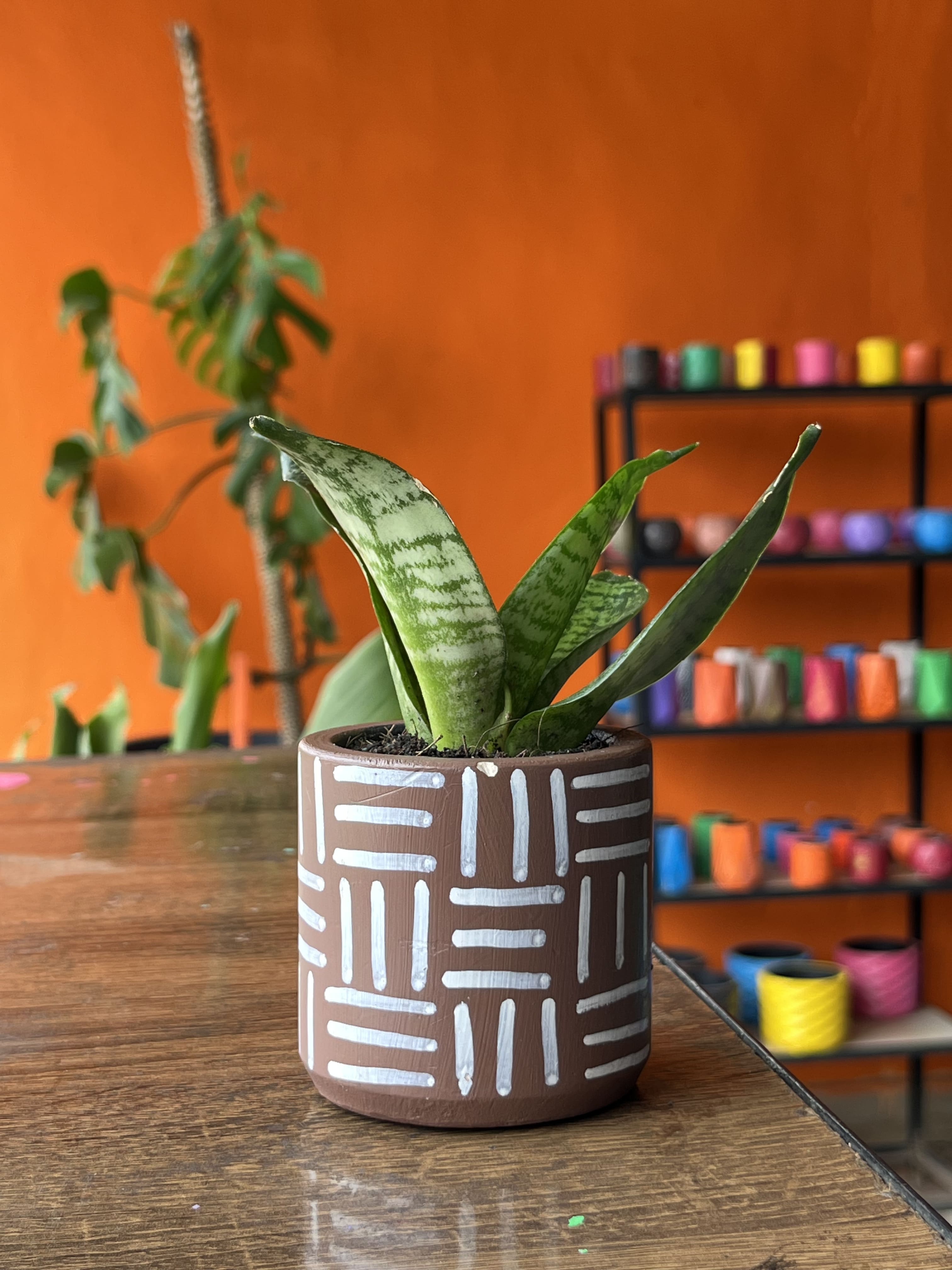 5 essential tips for keeping your plants alive